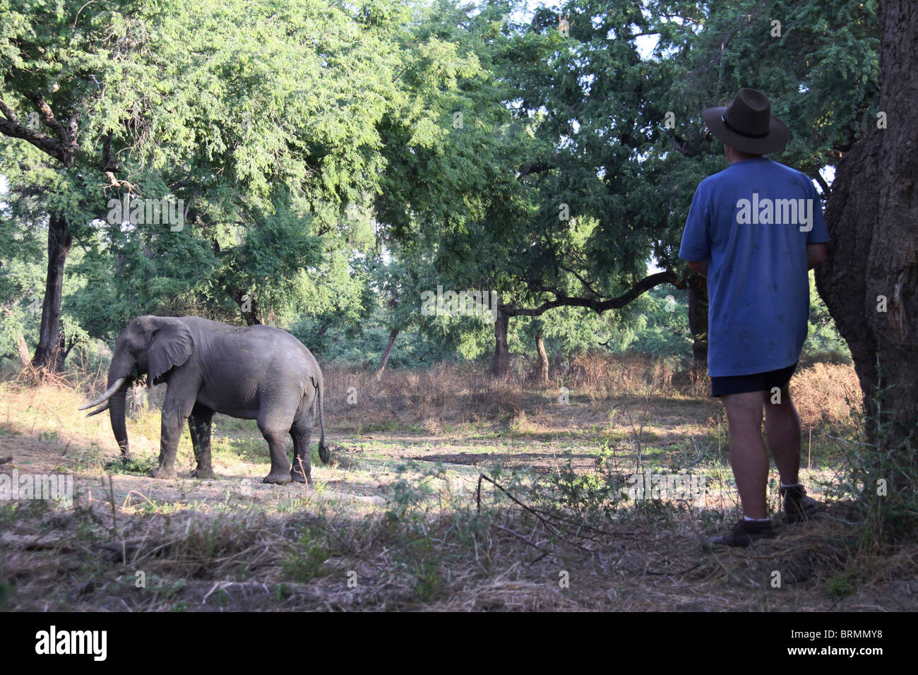 Un touriste debout dans l'ombre d'un arbre regardant l'alimentation d'un éléphant Banque D'Images