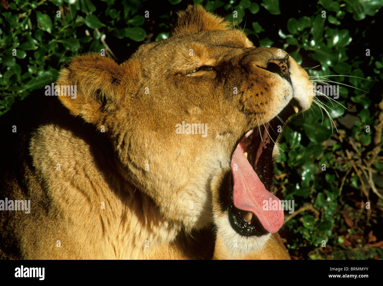 Lion (Panthera leo) le bâillement Banque D'Images