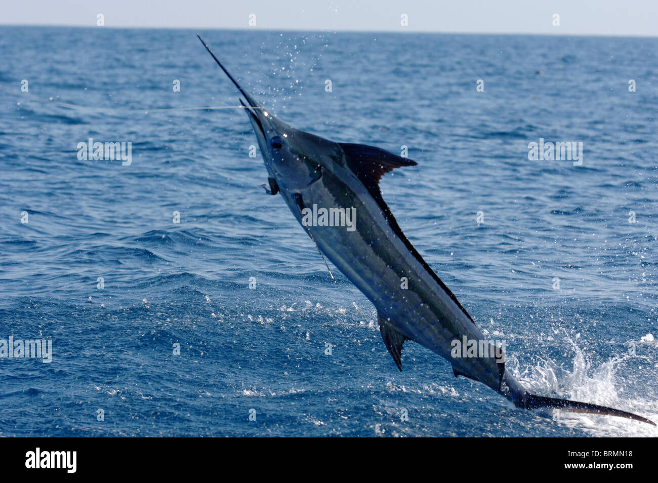 Blue Marlin pêché et sautant hors de l'océan tandis que sa queue fait glisser dans l'eau Banque D'Images
