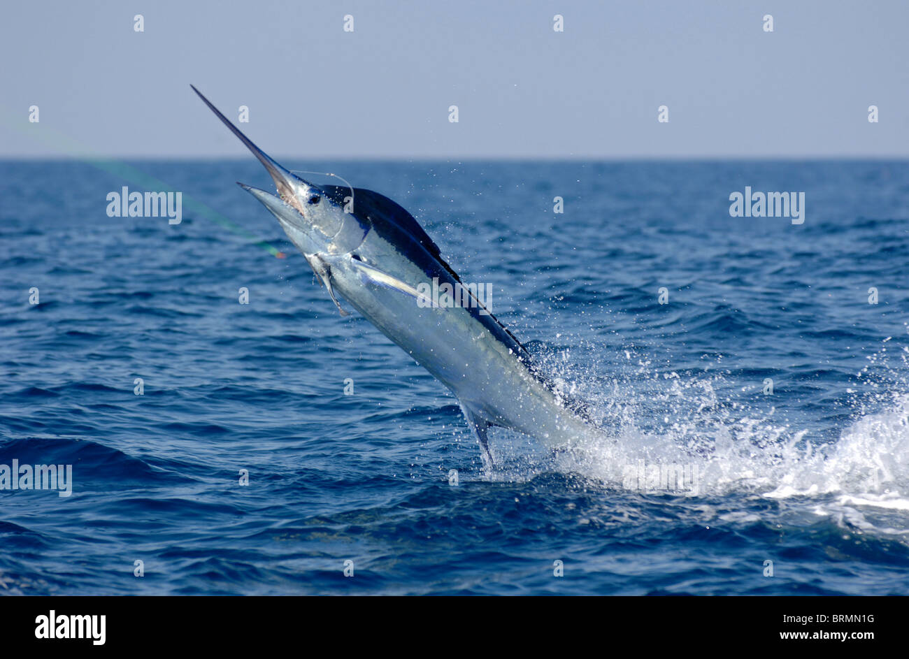 Blue Marlin pris et d'être tiré vers le haut hors de l'océan comme sa fait glisser sa queue dans l'eau Banque D'Images