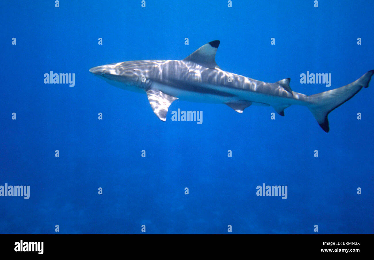 À pointe noire (Carcharhinus melanopterus requin de récif Photo Stock Alamy