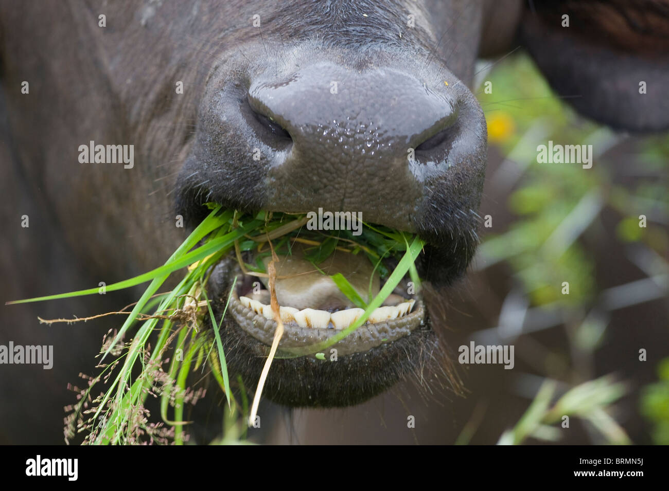 Gros plan d'une bouche ouverte du buffle de mâcher de l'herbe verte Banque D'Images