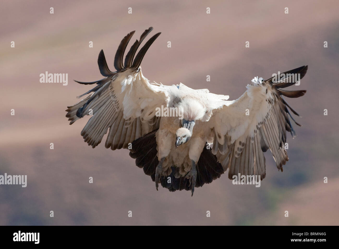 Cape Vulture landing Banque D'Images