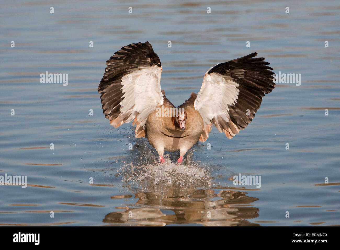 Egyptian goose pour poser sur l'eau Banque D'Images