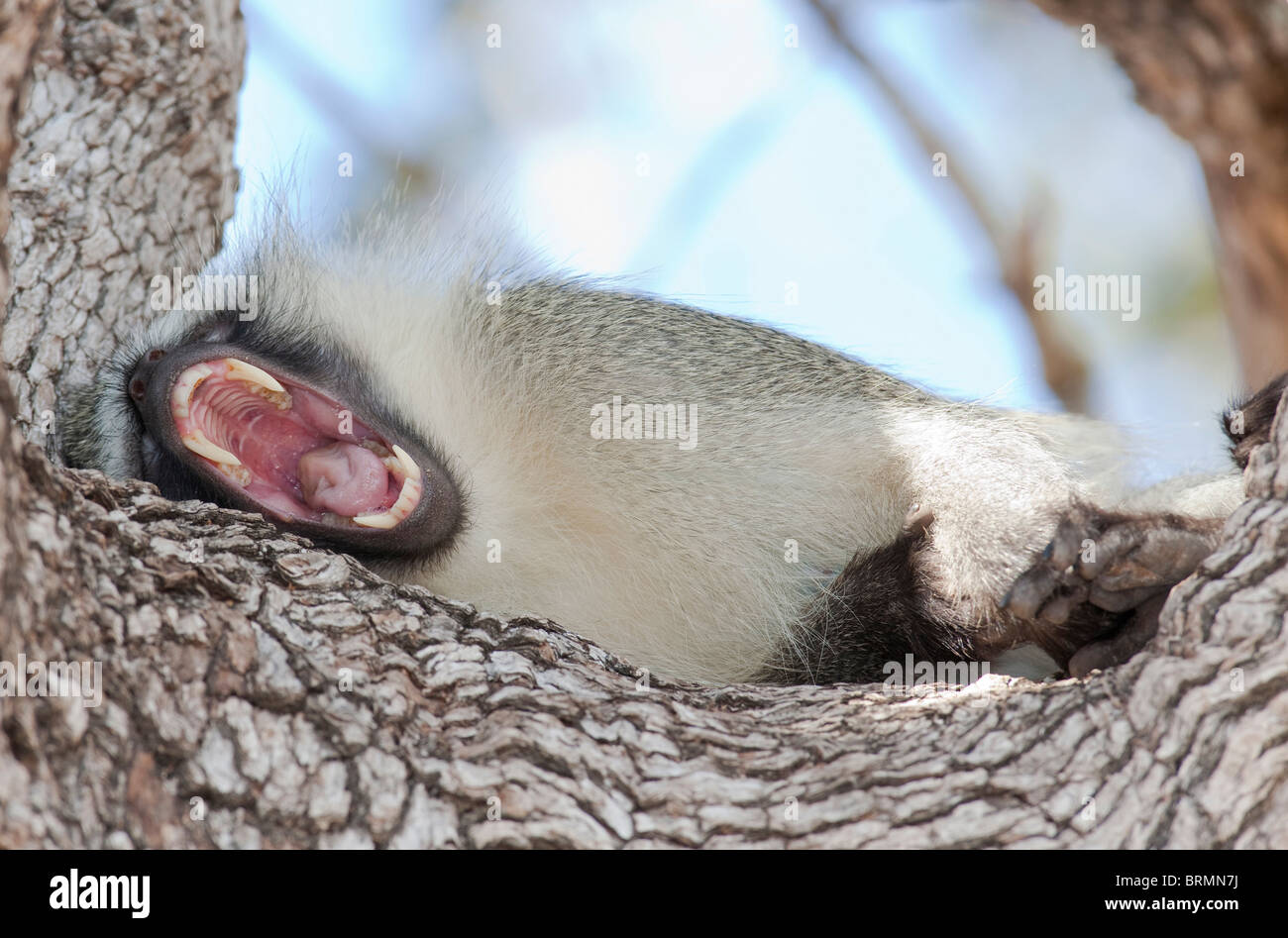 Singe couché sur le côté dans un arbre et d'orientation montrant ses dents et langue rose Banque D'Images