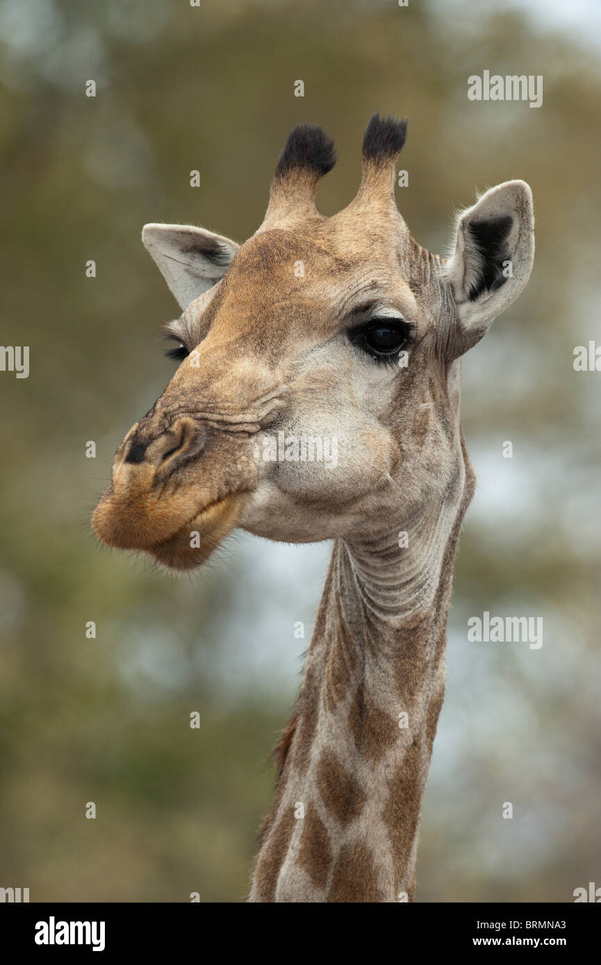 Portrait de girafe avec ses joues gonflées avec des aliments Banque D'Images