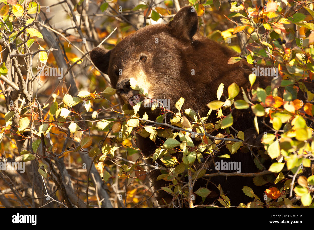 Stock photo d'une Amérique ours noir en train de manger les baies dans une rivière hawthorne arbuste, Parc National de Grand Teton, Wyoming Banque D'Images