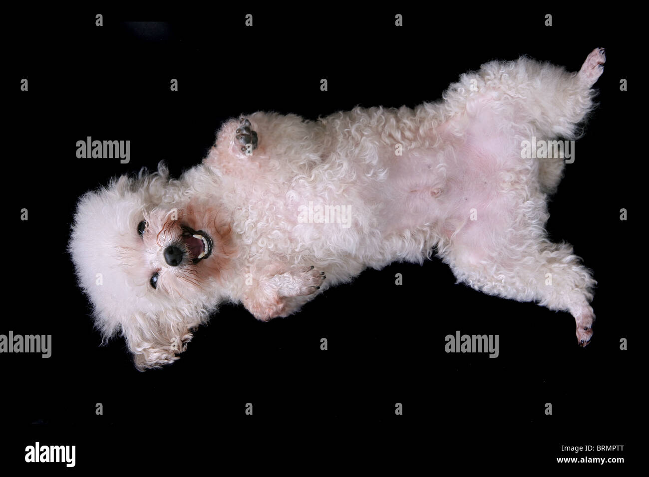 Un joli chien blanc prêt pour chatouille smiling isolé sur un fond noir Banque D'Images