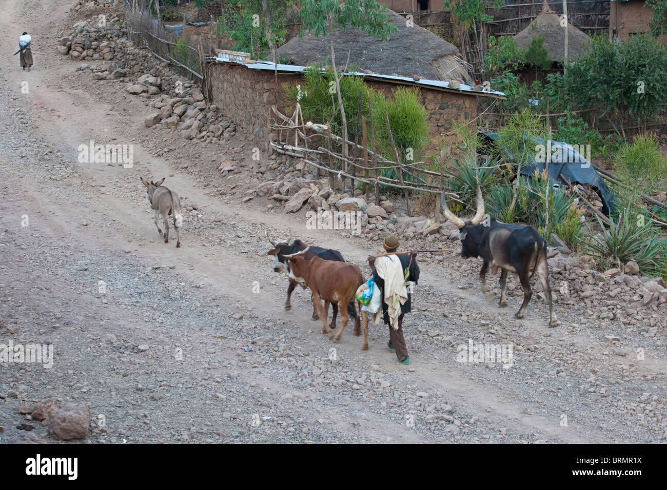 Vue de dessus d'un homme avec un âne et vaches en montant la route de village de Lalibela Banque D'Images