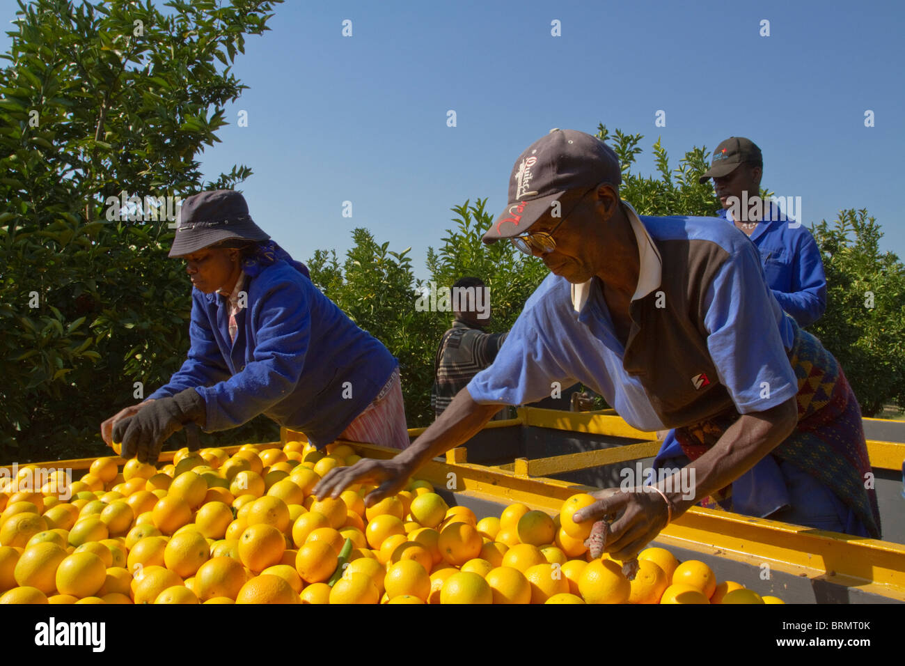 Tri des travailleurs des oranges sur le dos d'une remorque dans un verger Banque D'Images