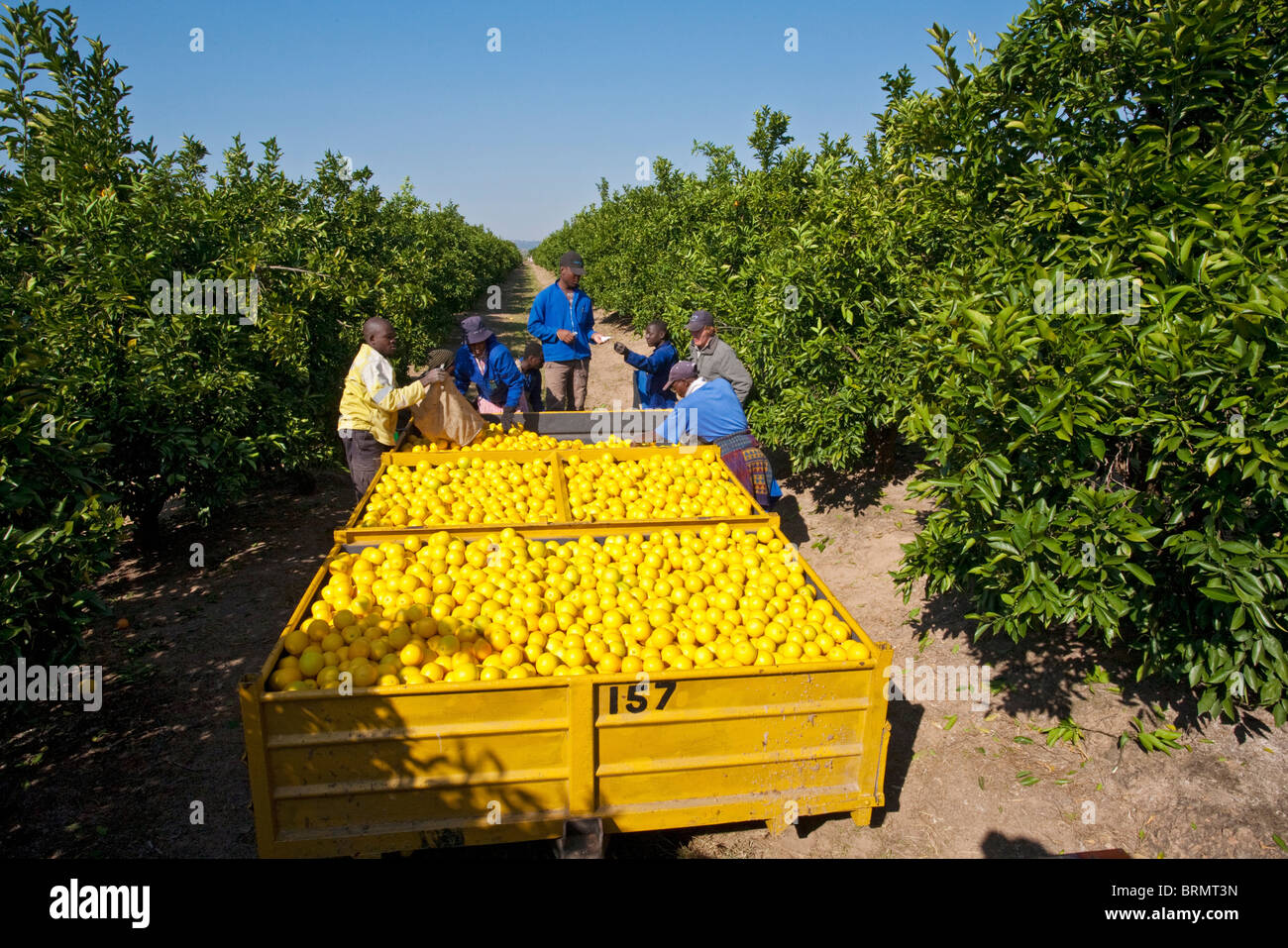 Tri des travailleurs des oranges sur l'arrière d'une remorque Banque D'Images