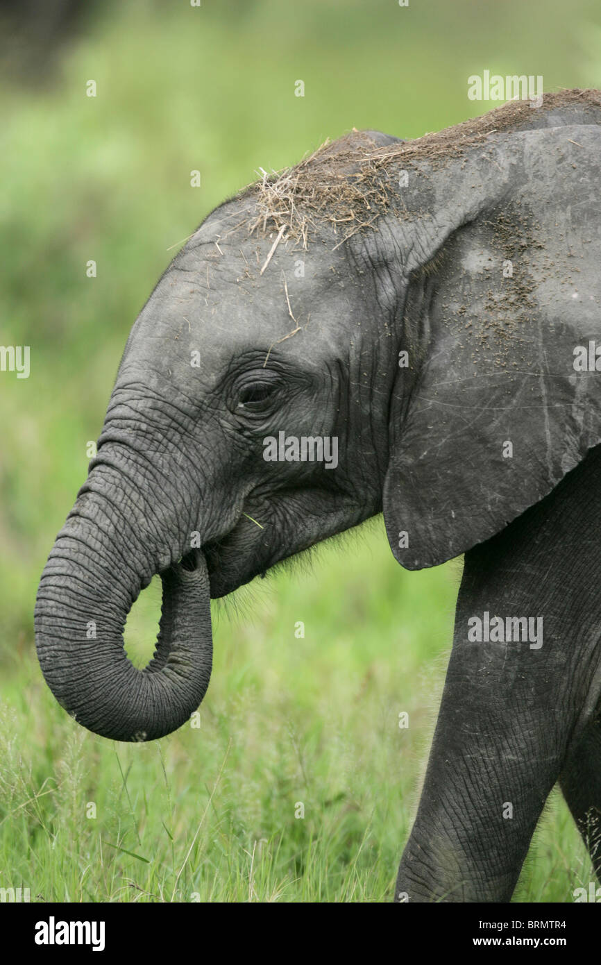Un jeune éléphant avec son tronc recroquevillé dans sa bouche Banque D'Images