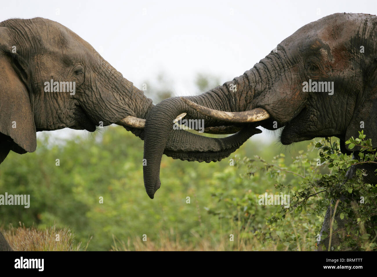 Deux éléphants interlocking leurs malles Banque D'Images