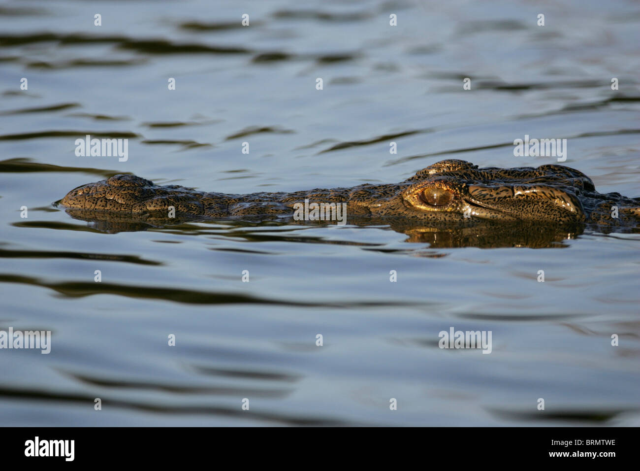 Tête de crocodile et le museau tout juste visible au-dessus de l'eau Banque D'Images