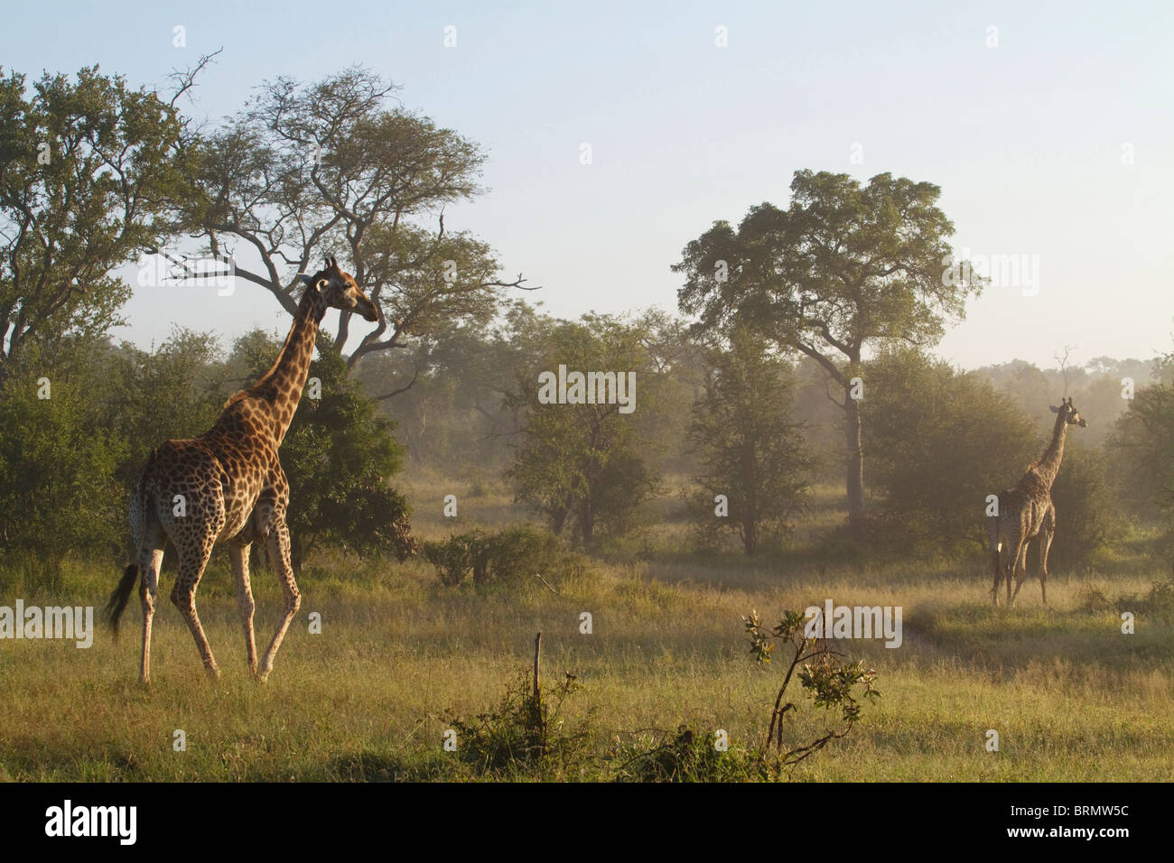 Deux girafe marche sur le de bushveld Banque D'Images