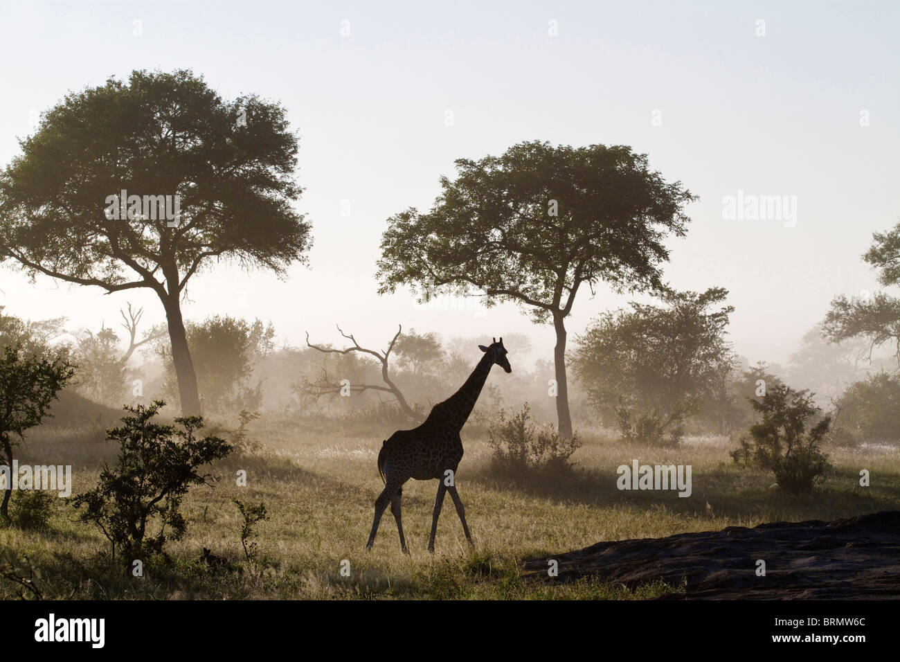 Marche à travers la brousse girafe sur un matin brumeux Banque D'Images