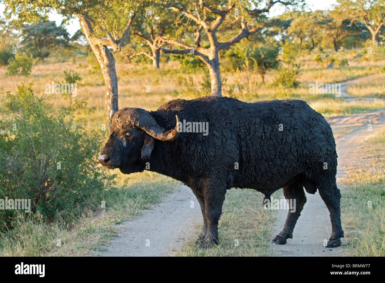 Vue latérale d'un grand Buffalo bull en pain dans la boue Banque D'Images