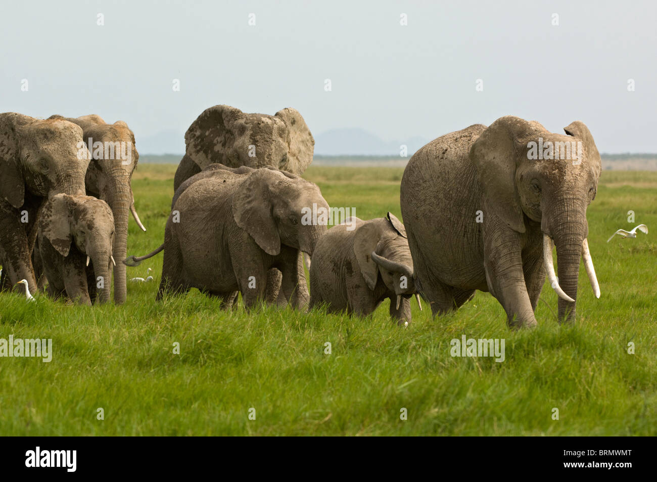 Un troupeau d'éléphants (Loxodonta africana) de marcher à travers la prairie verdoyante Banque D'Images