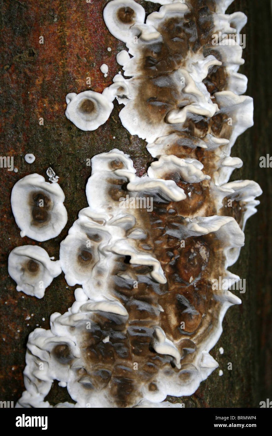 Support de Smoky Bjerkandera adusta prises à Dibbinsdale LNR, Wirral, UK Banque D'Images