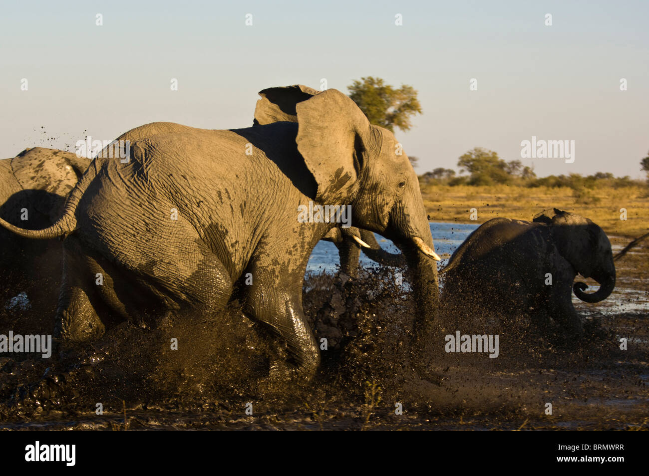 Exécuter les éléphants et splash dans l'eau boueuse du déversoir de Selinda Banque D'Images