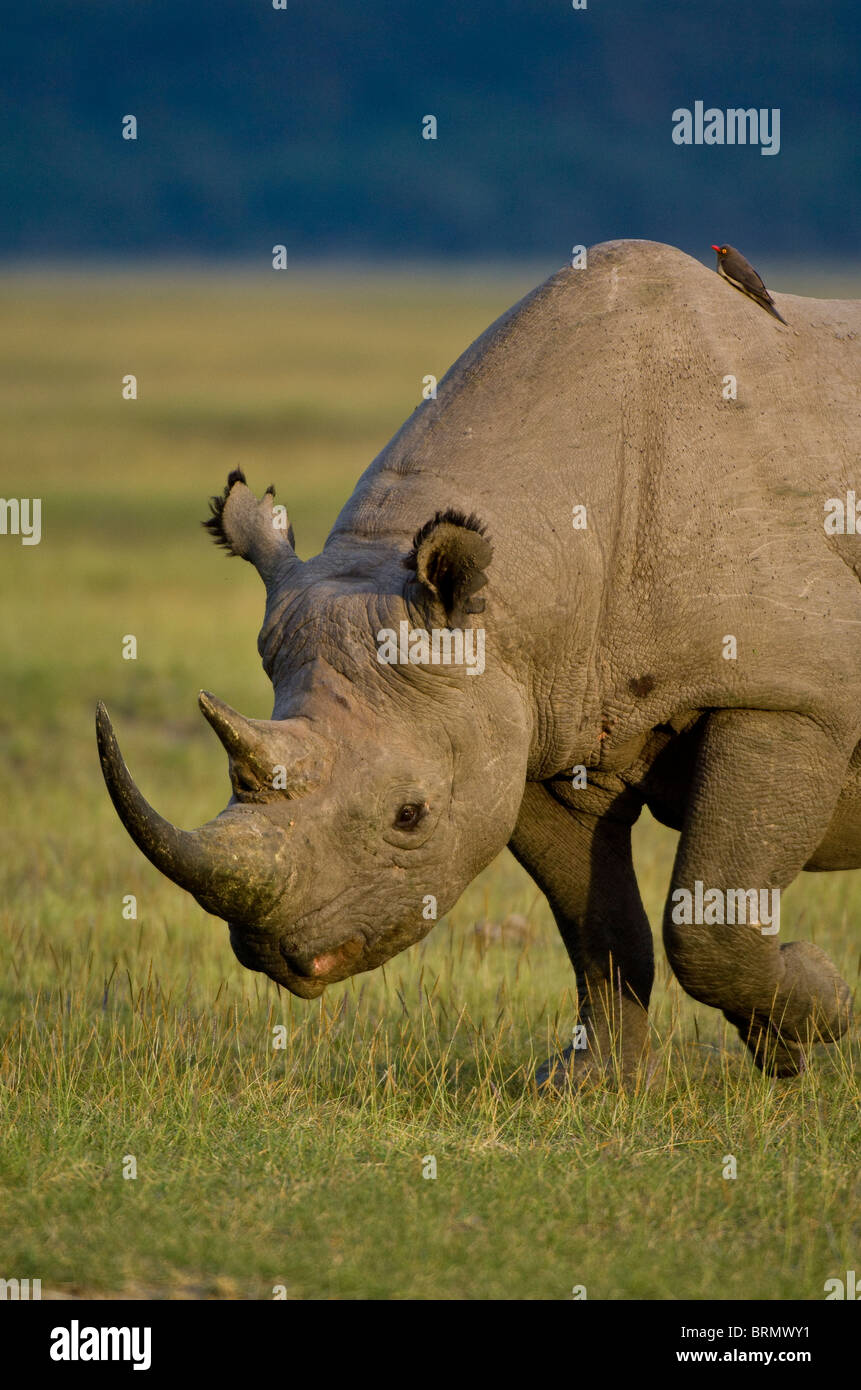 Portrait d'un rhinocéros noir (Diceros bicornis michaeli) sous-espèces de l'Afrique de l'Est. Banque D'Images