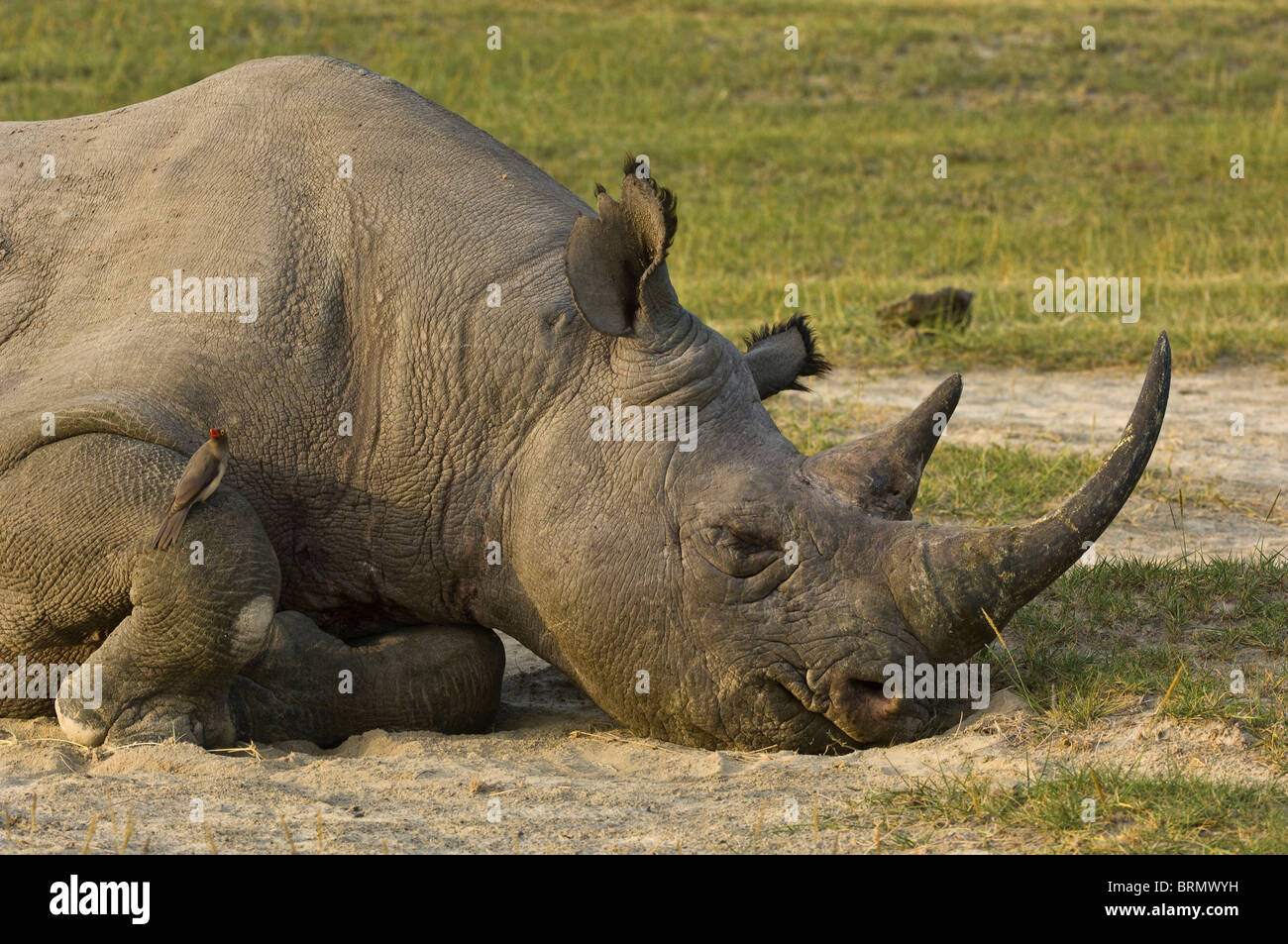 Un portrait d'un rhinocéros noir (Diceros bicornis michaeli) sous-espèces de l'Afrique de l'echelle de la poussière Banque D'Images