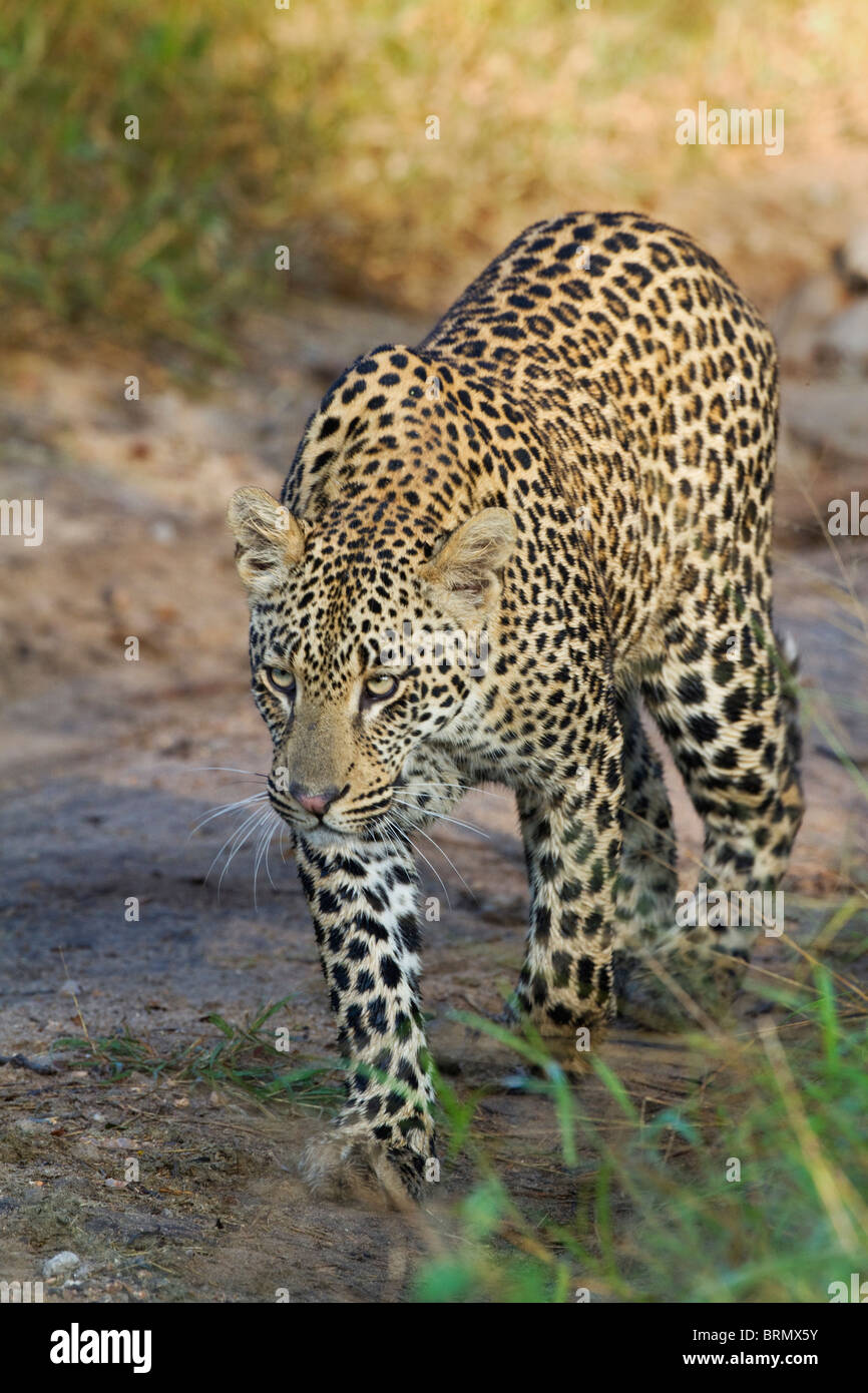 Leopard marchant le long d'une voie de bushveld Banque D'Images