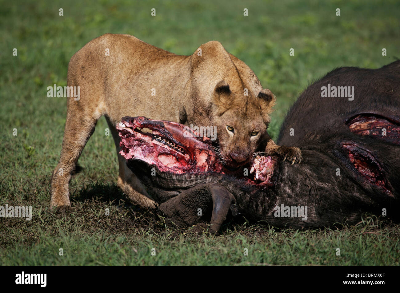 Jeune lion (Panthera leo) sur un buffle tuer Banque D'Images