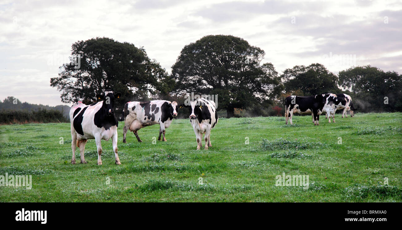 Un pâturage des vaches frisonnes britanniques début octobre matin dans le Devon Banque D'Images