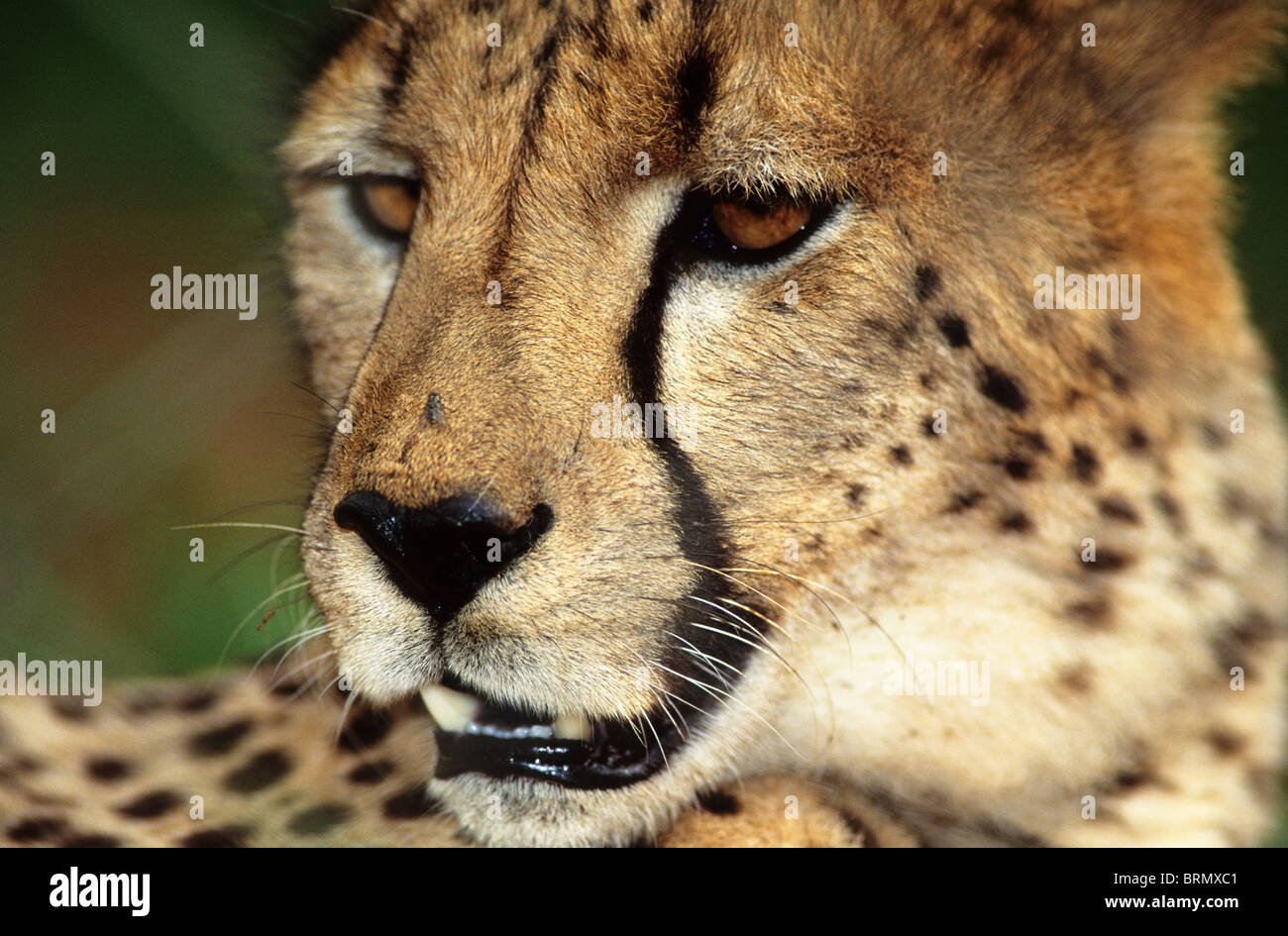 Portrait en gros plan d'un Guépard (Acinonyx jubatus) Banque D'Images