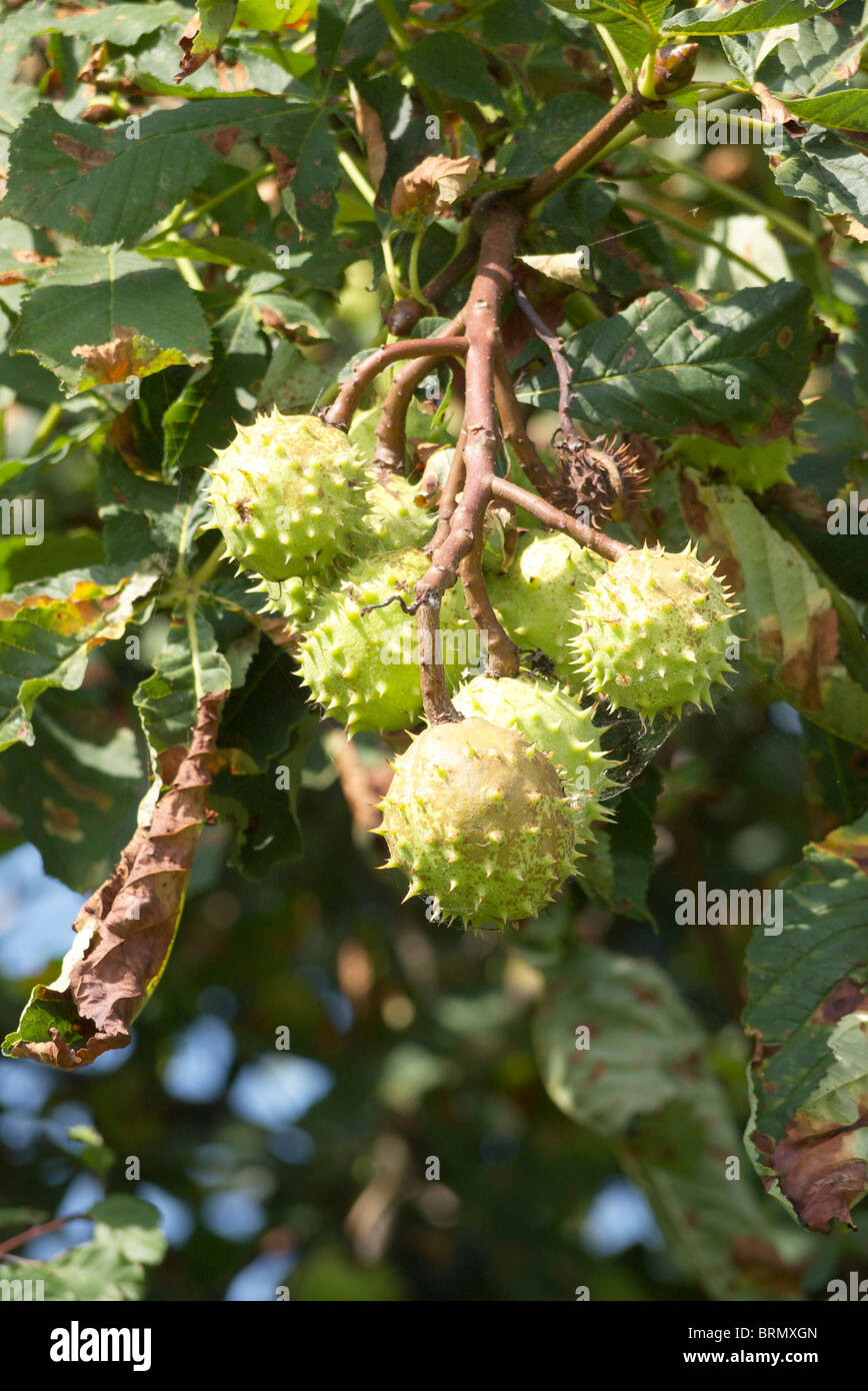 Le marronnier d'arbre avec une bonne récolte de conkers Banque D'Images