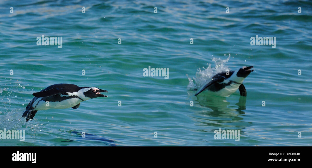 Manchot à glisser à travers l'eau Banque D'Images