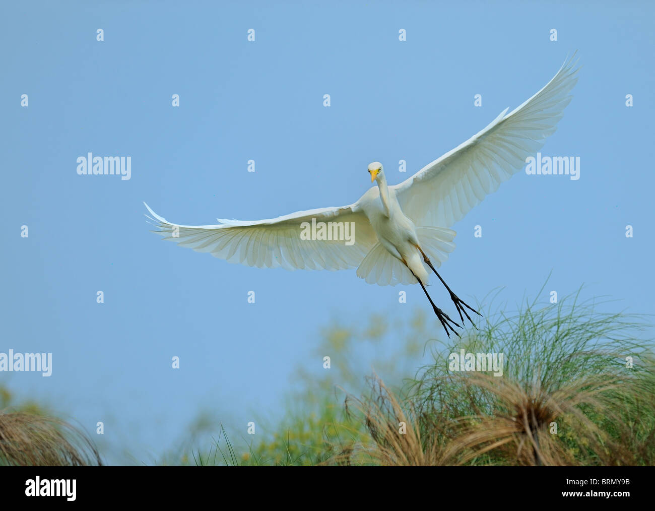 Yellow-egret décollant de papyrus Banque D'Images