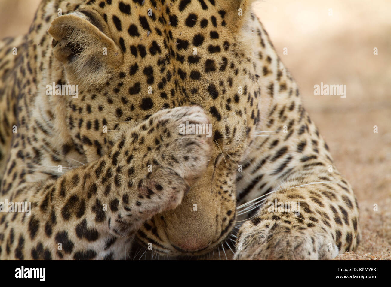 Portrait serré d'un léopard mâle se toiletter à sa patte en face de son visage. Banque D'Images