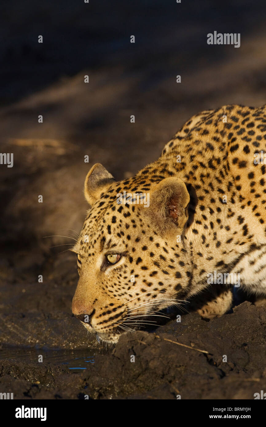 Portrait of a male leopard de boire à lumière chaude Banque D'Images