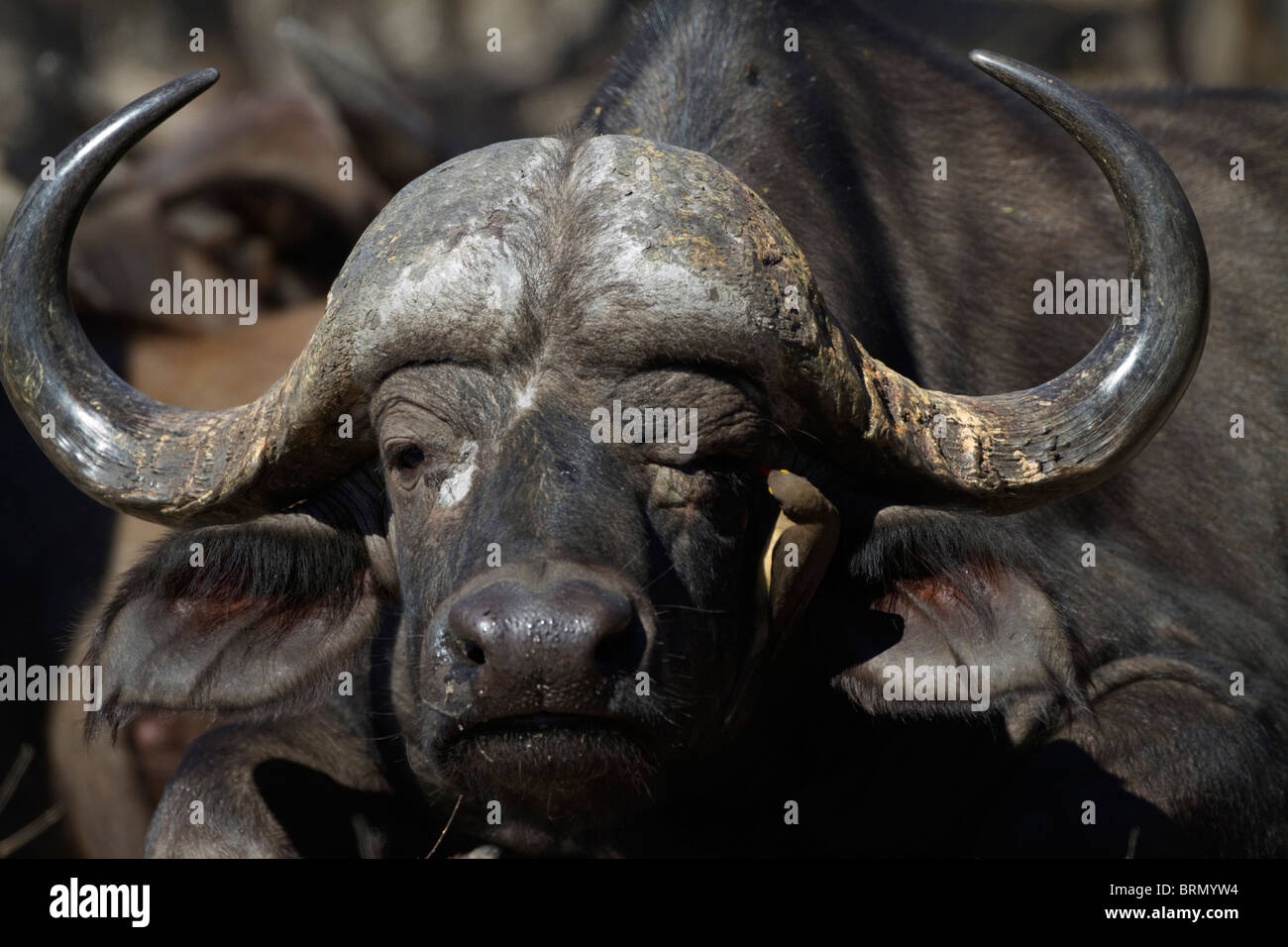 Buffalo avec un portrait serré red-billed oxpecker inspectant les buffalo's eye Banque D'Images