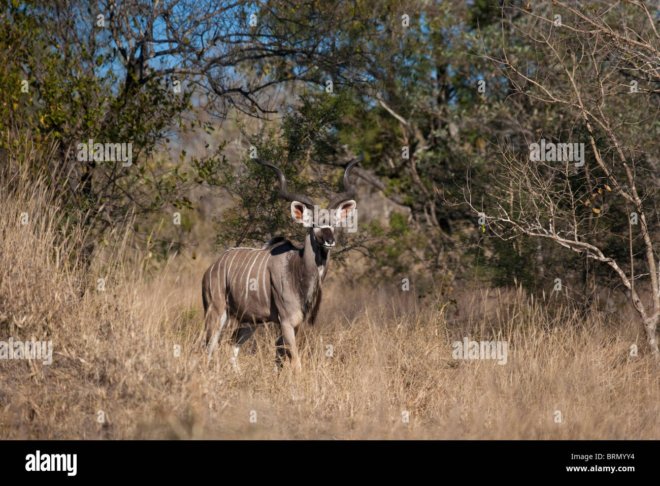 Koudou mâle avec de grandes cornes autour de brousse Banque D'Images