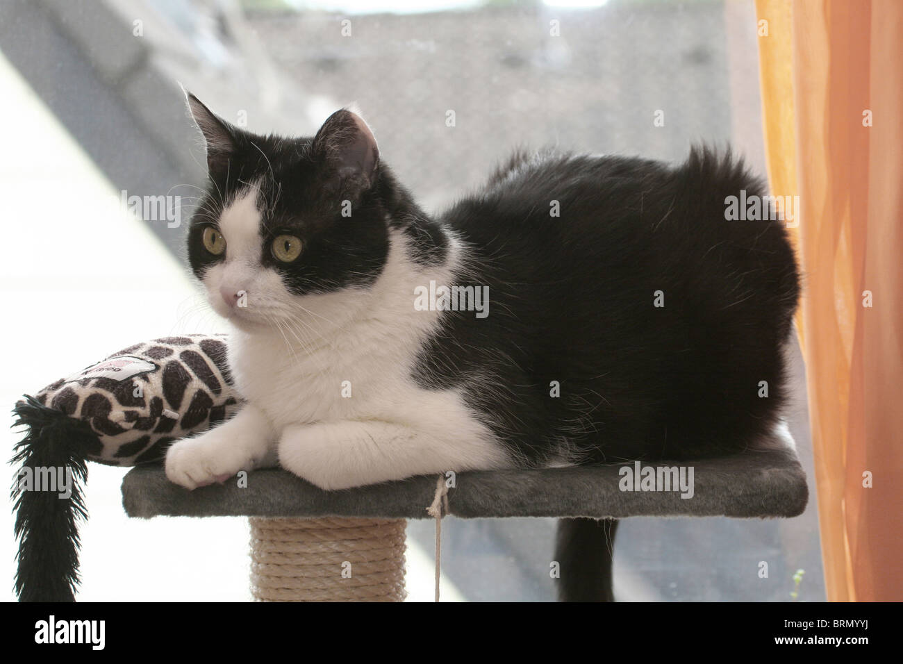 Chat Domestique Felis Silvestris Felis Catus Tomcat 11 Ans Allonge Sur Un Poteau De Eraflure Photo Stock Alamy Chat Domestique Felis Silvestris Felis Catus Tomcat 11 Ans Allonge Sur Un Poteau De Eraflure Photo Stock Alamy