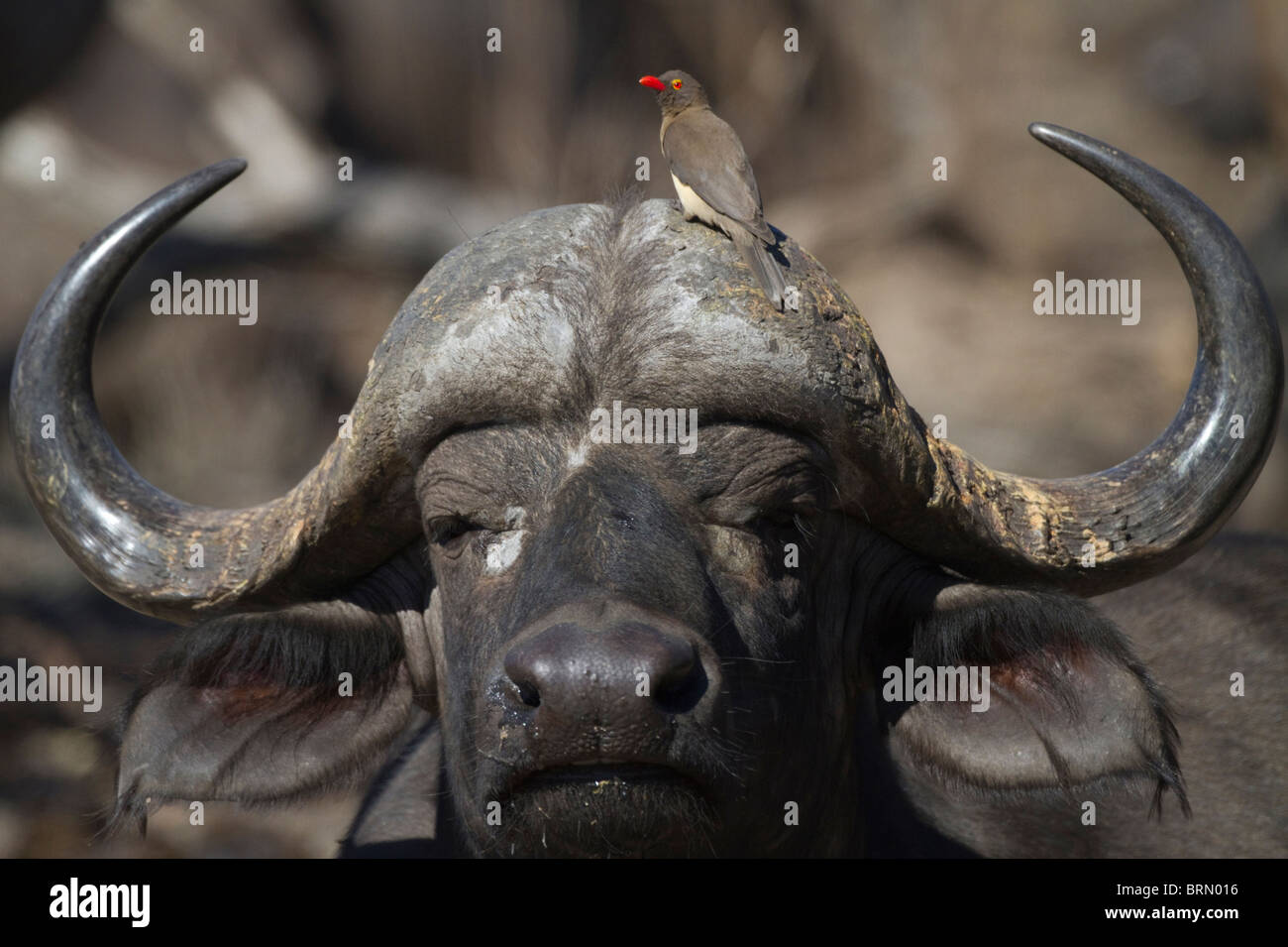 Portrait d'un Buffalo, avec un redbilled oxpecker perché sur son siège Banque D'Images