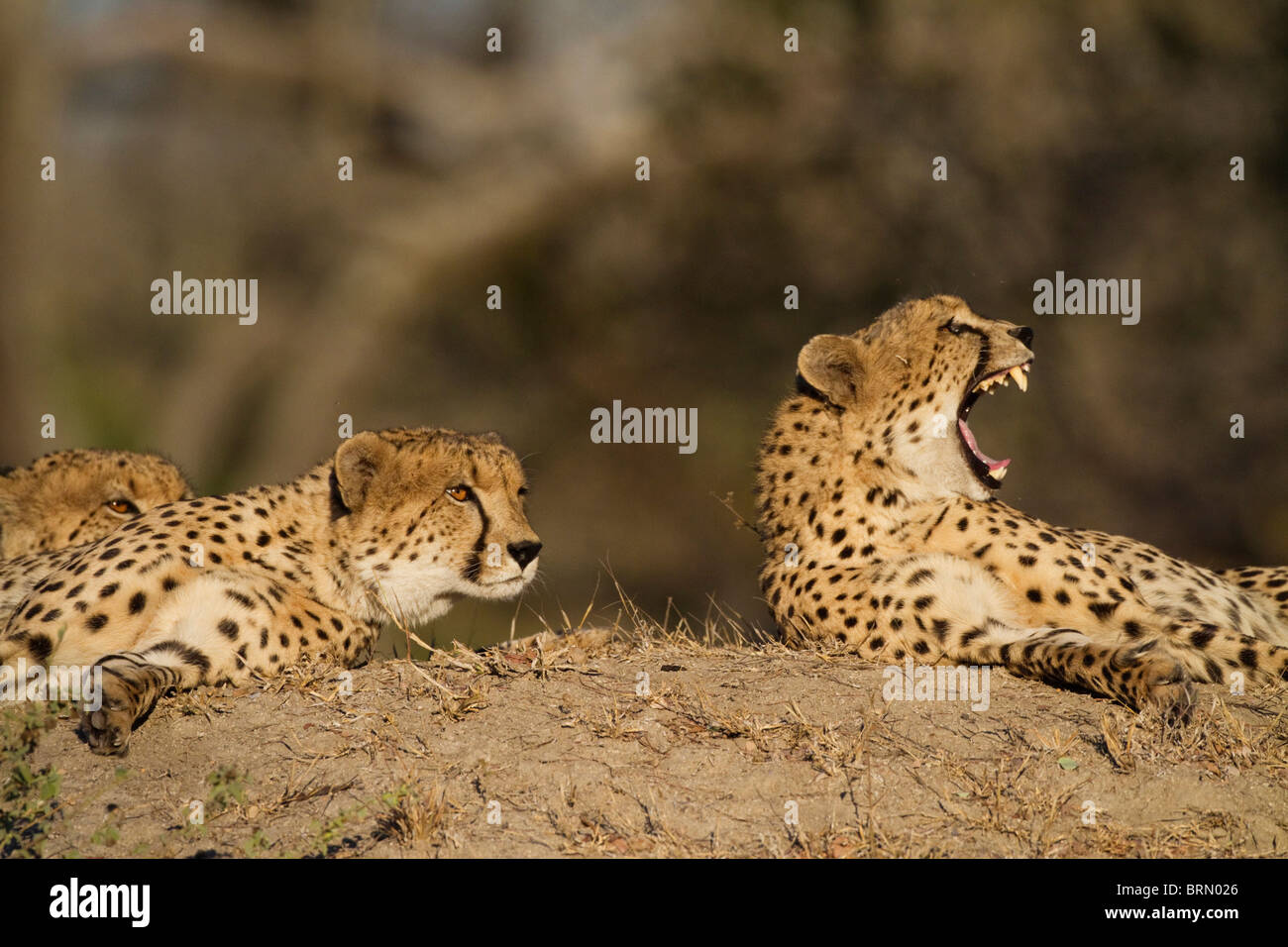 Portrait d'un guépard en appui sur une termitière un bâillement Banque D'Images