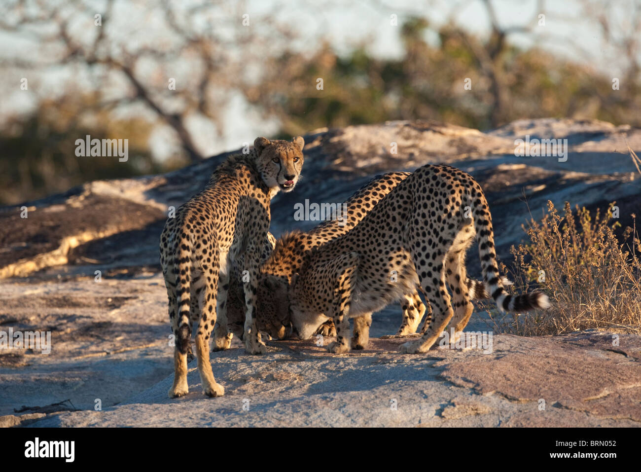 Cheetah foule autour d'un marquage sur un rocher Banque D'Images