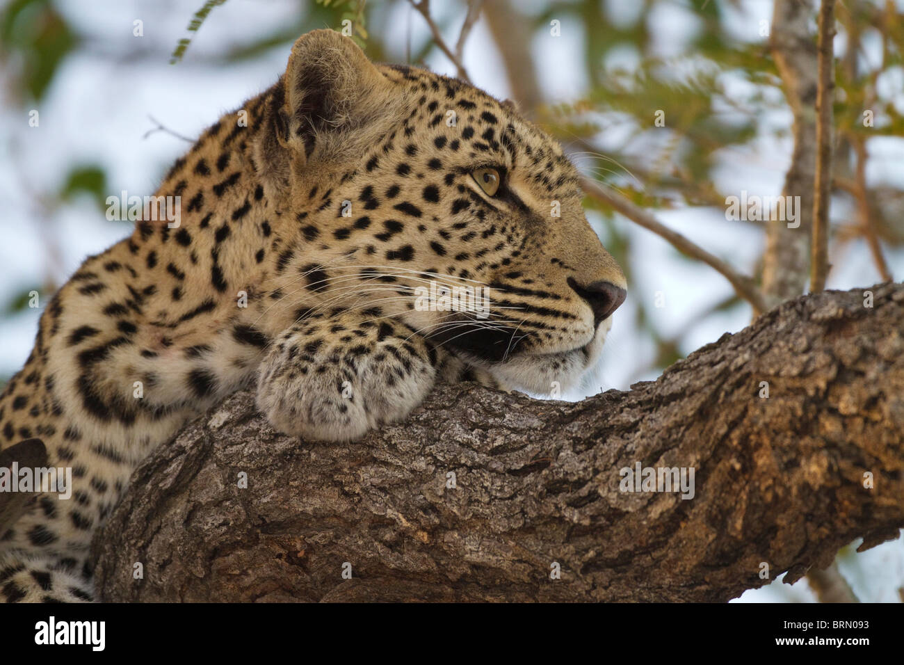 Portrait d'une femme leopard se reposant dans un arbre Banque D'Images