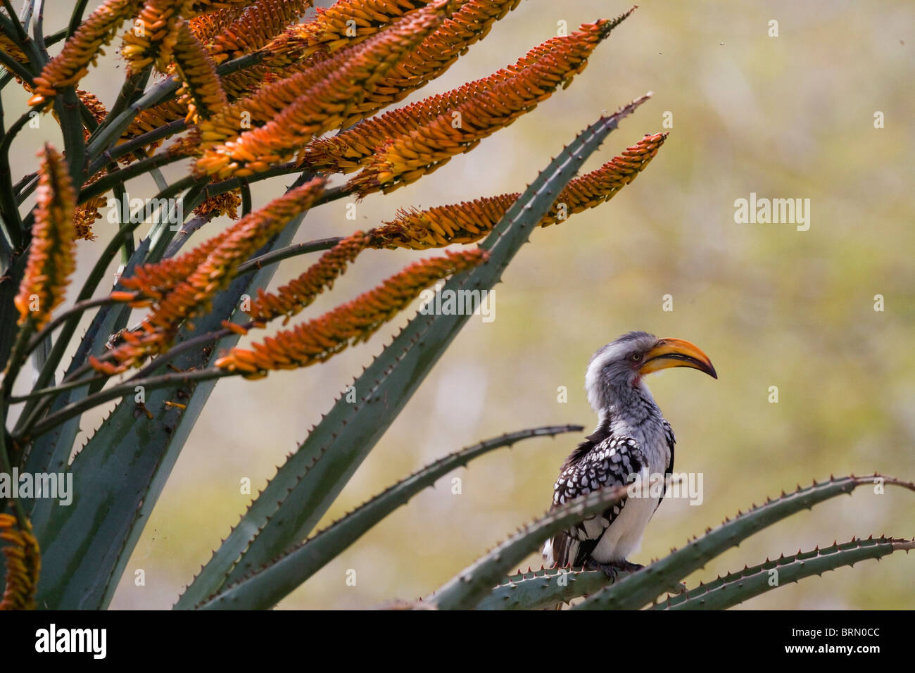 Yellow-Billed hornbill perché sur une plante de l'aloe Banque D'Images