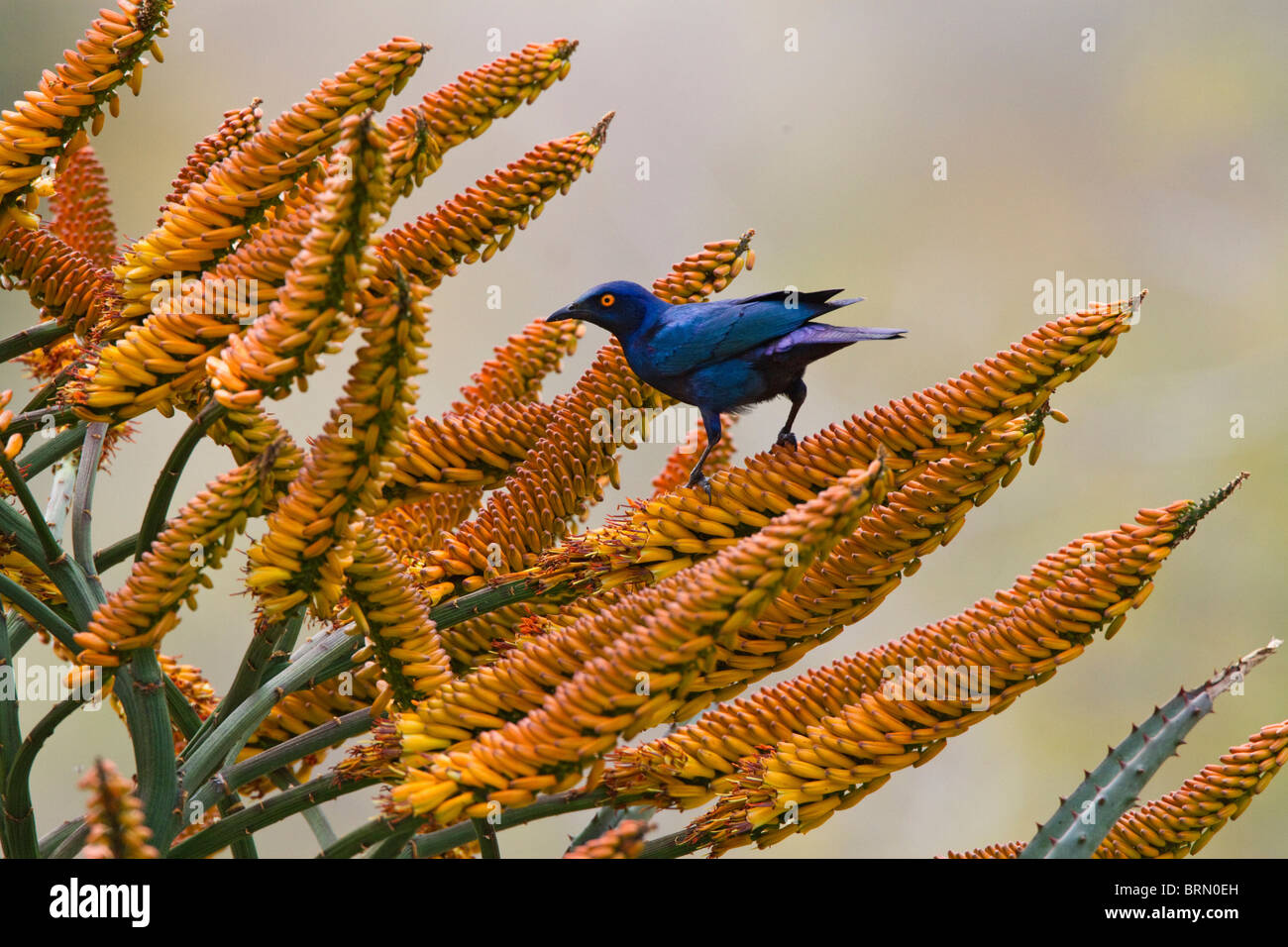 Starling brillant en quête de nectar sur l'Aloe marlothii fleurs Banque D'Images