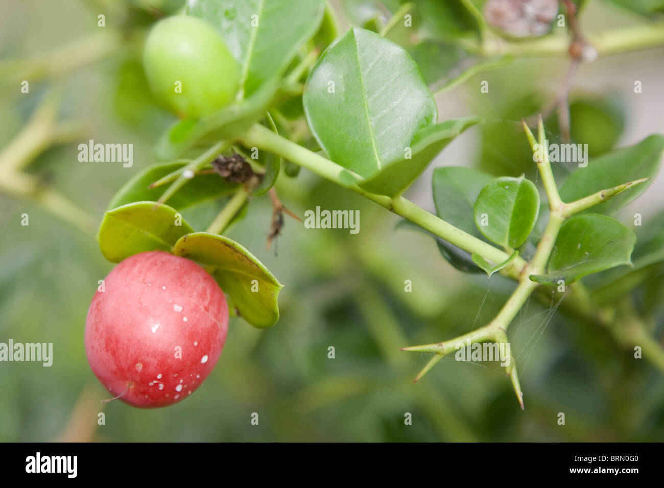 Carissa macrocarpa ou C. grandiflora ; la natal plum Banque D'Images