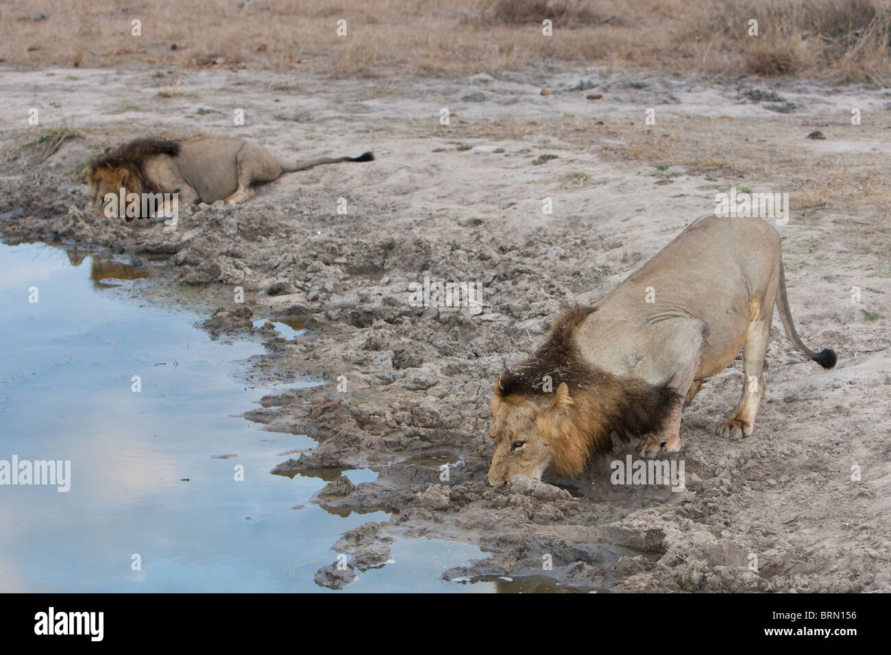 Deux lions mâles l'eau potable de la rives boueuses d'un trou d'eau Banque D'Images