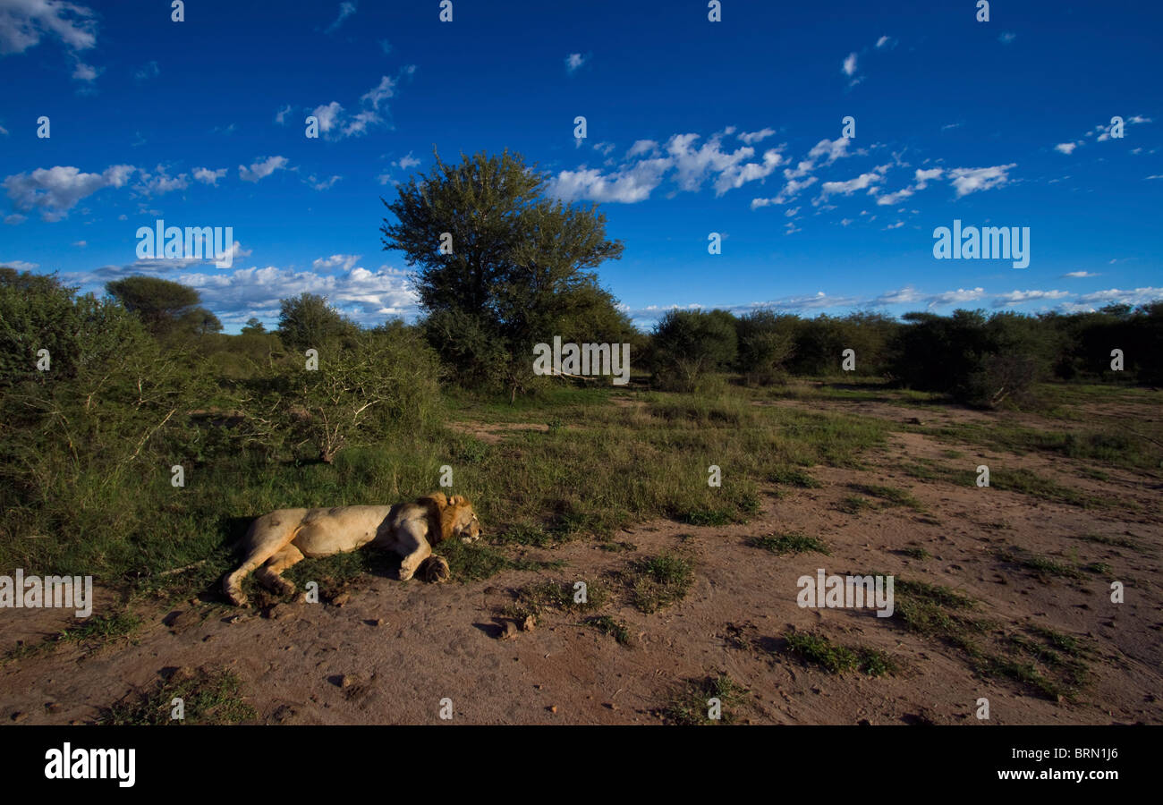 Un seul male lion (Panthera leo) dormir sur un patch d'herbe dans une clairière, le bushveld Banque D'Images