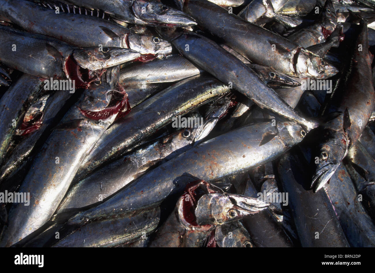 Une pile de Snoek fraîchement pêchés en attente de transfert vers le marché Banque D'Images