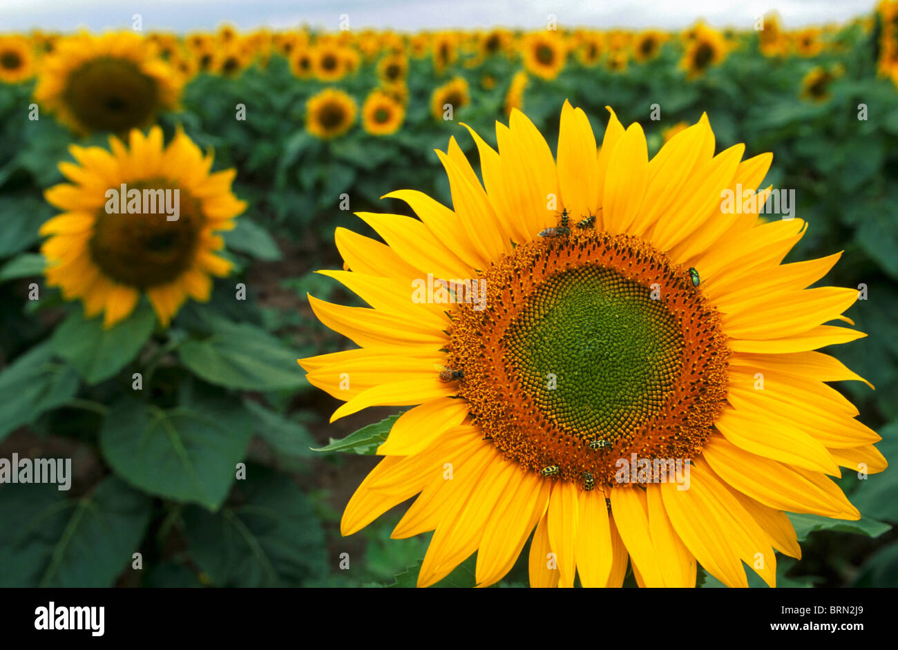 Un champ de tournesols en fleurs - la fleur en premier plan avec un hôte de pollinisateurs y compris les abeilles, les coccinelles jaune et noir Banque D'Images