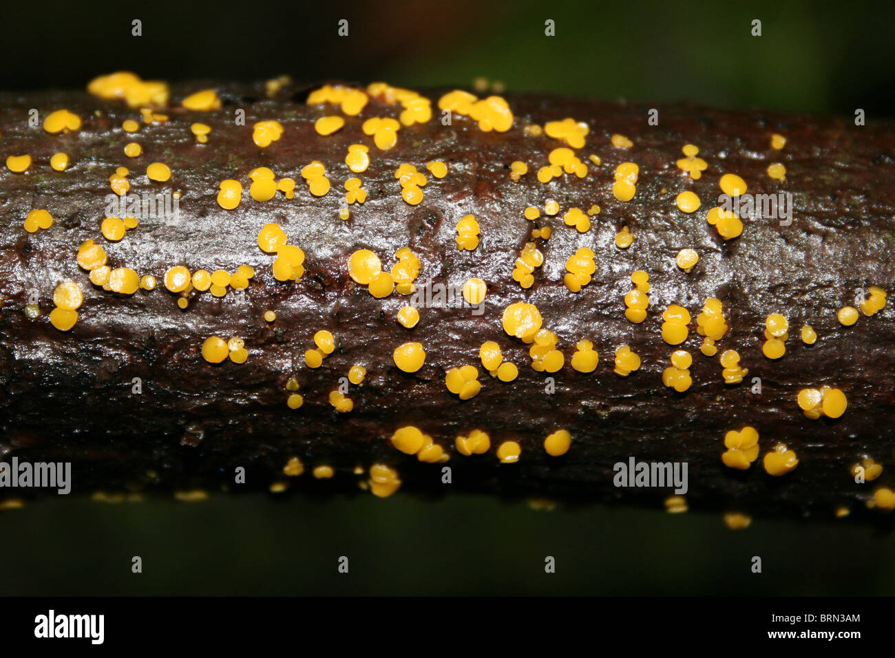 Bisporella citrina Disco citron prise à Dibbinsdale LNR, Wirral, UK Banque D'Images